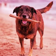 Orelha, o cãozinho da Praia Brava: quando a violência rompe a rotina de uma comunidade Capa